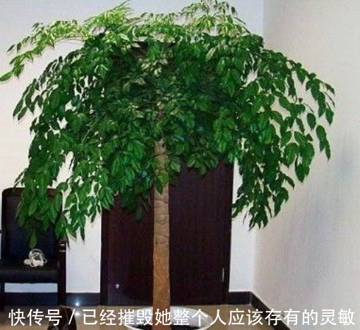 “大户人家”都在养的4种花，不仅四季常青，而且寓意非常好