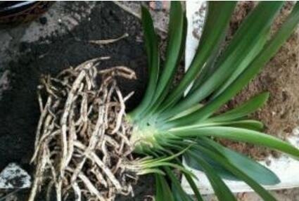 根叶|李大爷养君子兰,就浇这“2种水”,一年最少2次花,太养根了!