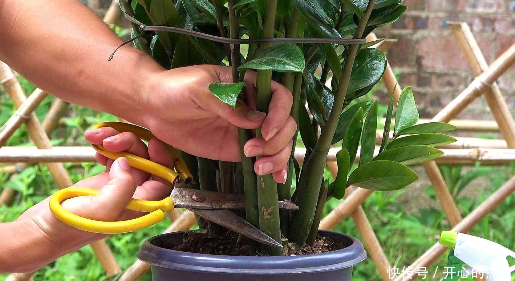 这些漂亮花要“控制”养,勤快人容易养成“秃子”,懒人养的棒