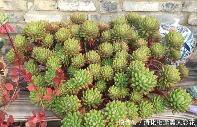 多肉孤零零的一个头3个小方法,瞬间大爆头,群生刹不住