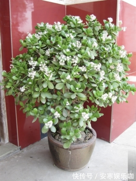 养花高手,能把普通的植物“养开花”,比如虎皮兰、富贵竹、玉树