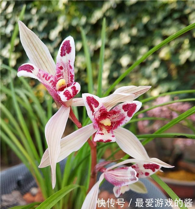 开花酷似兔子耳朵,曾价值30万1苗,带你认识兰花玉兔彩蝶