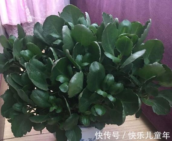 长寿花的5种注意事项你一定要了解，懂得这些它才能花开不断