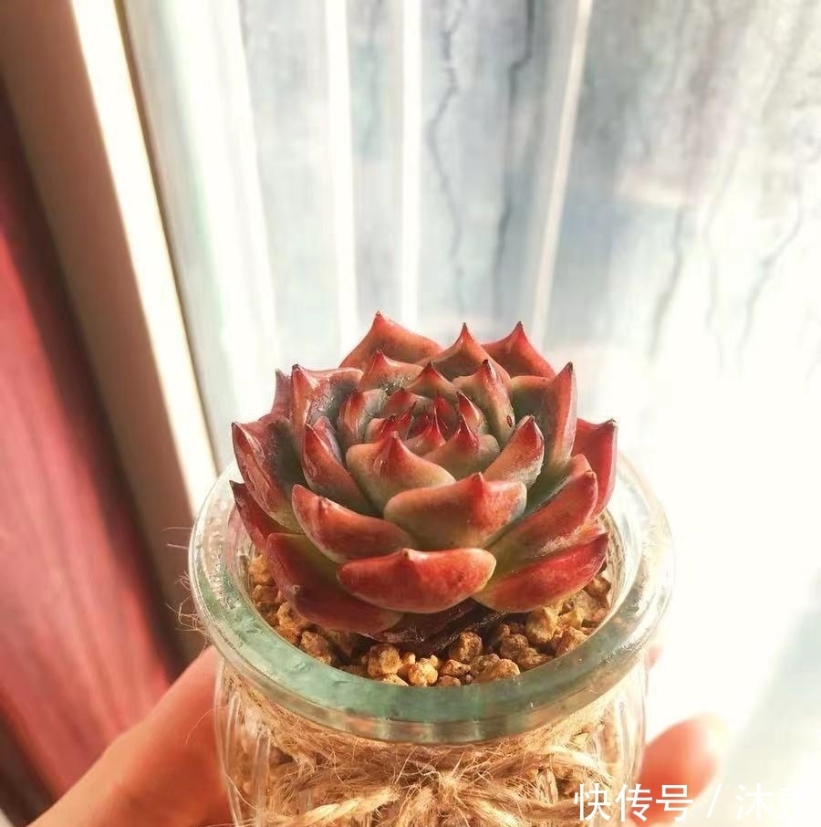 布丁瓶搭配海绵养多肉,不买盆不买土,干净卫生,容易出状态