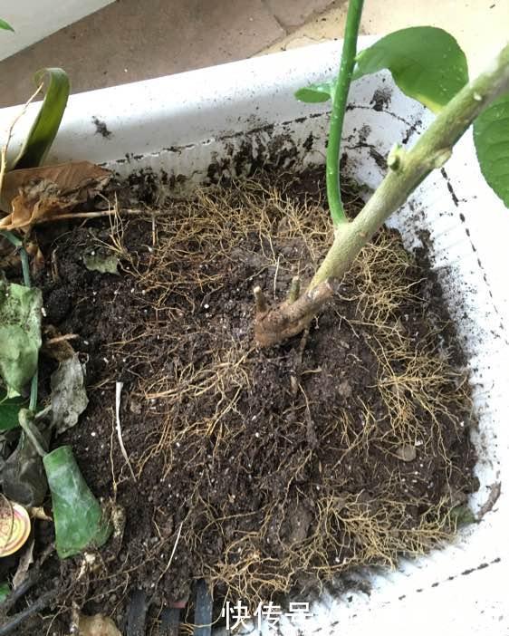 果子|盆栽柠檬只开花不结果?春天做好4件事,夏天果子满枝头