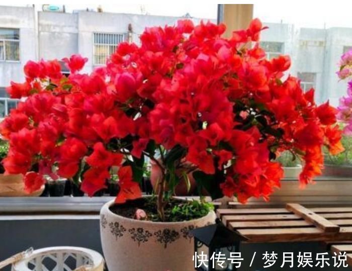 三角梅|聪明人都养4种花,个个美出状态,花朵迷人,阵阵花香