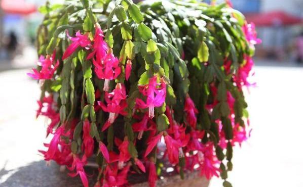 嫁接的蟹爪兰这么养,一盆能养一辈子,年年开成“大花树”
