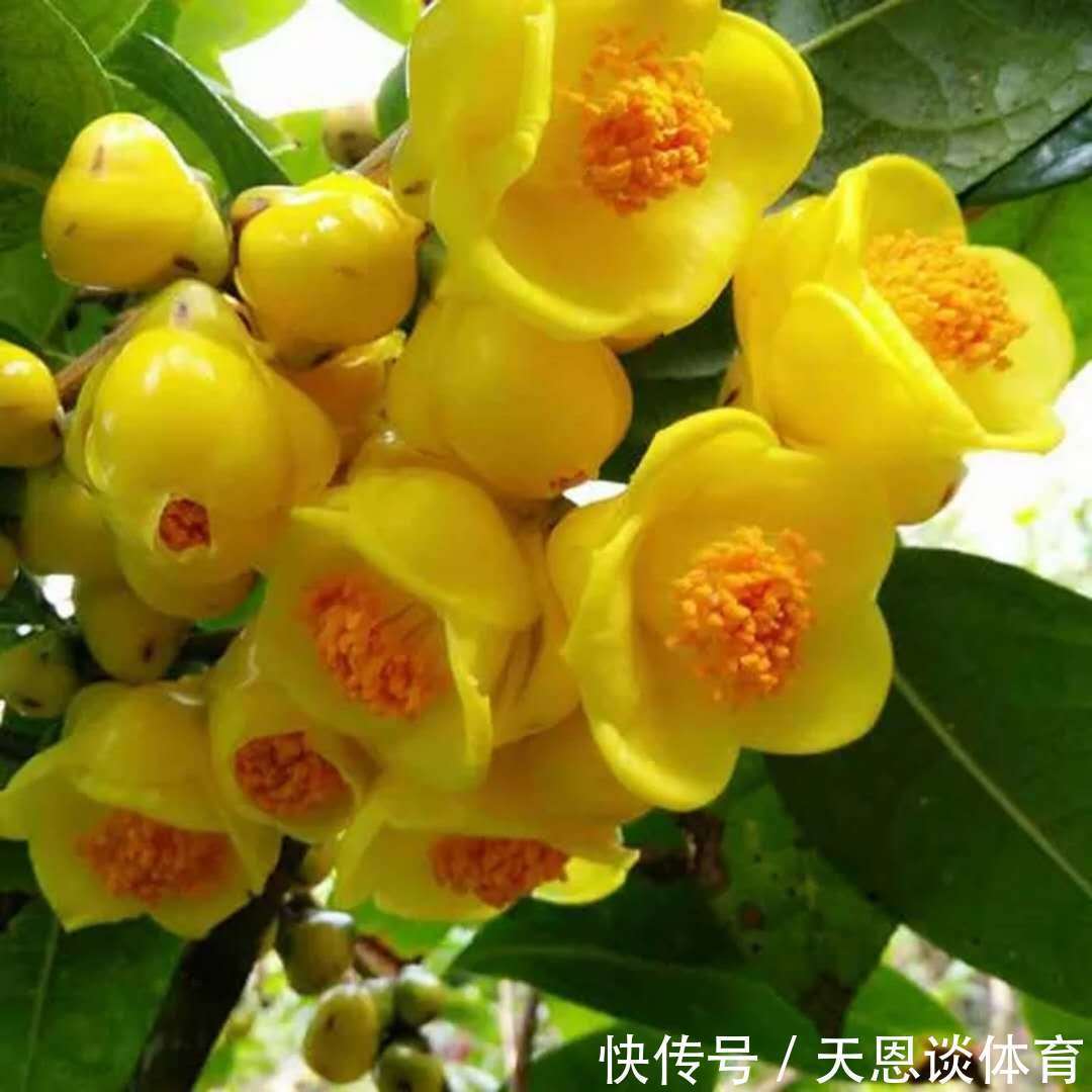 8种“昂贵花”,工薪族“舍不得”买,但是太好看,有钱要买个遍