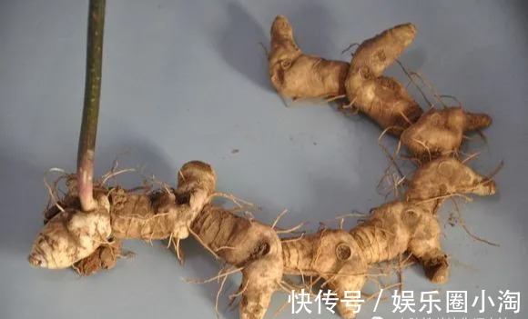 功效|中药黄精的功效你知道多少?