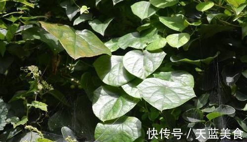 风龙|关节痛手脚僵硬,用一种杂草捣烂敷于患处,祛风活络减少疼痛