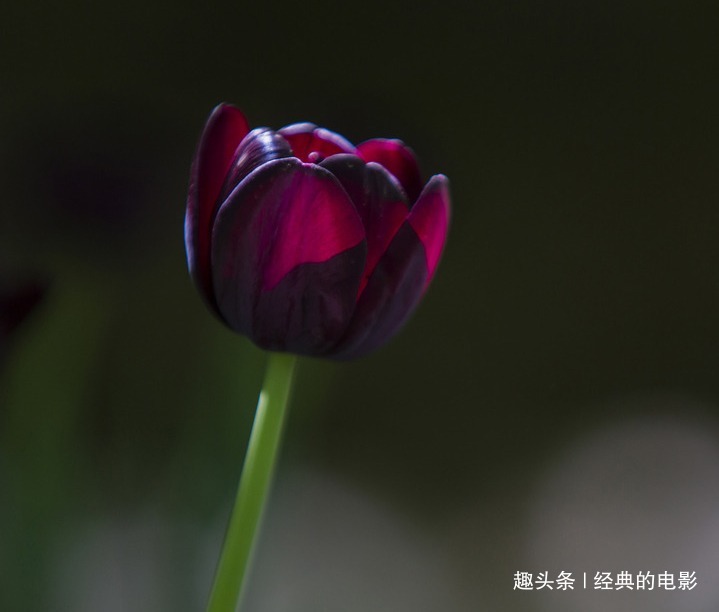 此花被视为稀世珍宝,身价百倍引人狂热追求,是神秘与死亡的象征