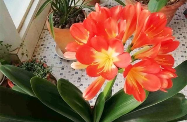 花友们|生活中给君子兰吃上“3种”东西，长得根旺叶绿，年年都开花