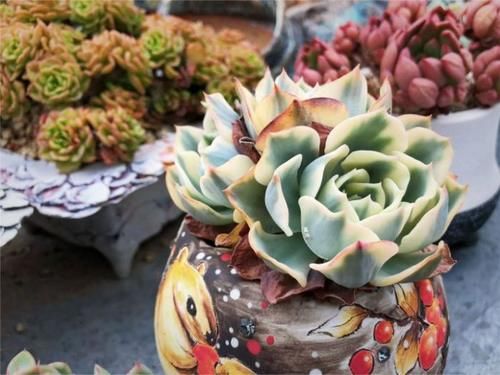 关于多肉休眠你了解多少？不同的多肉，却都有休眠期