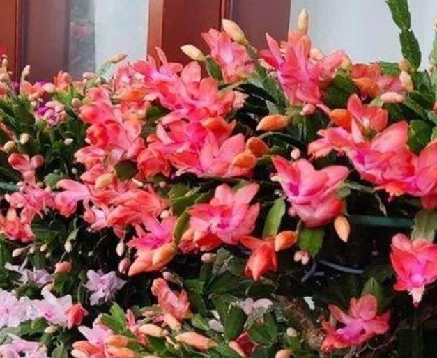 4种花养家里,半月浇水一次,花开压弯枝头,适合新手养!