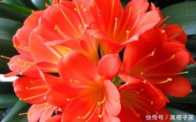 君子兰生根太慢了,高手只要一个小药片,蹭蹭蹭冒出大白根