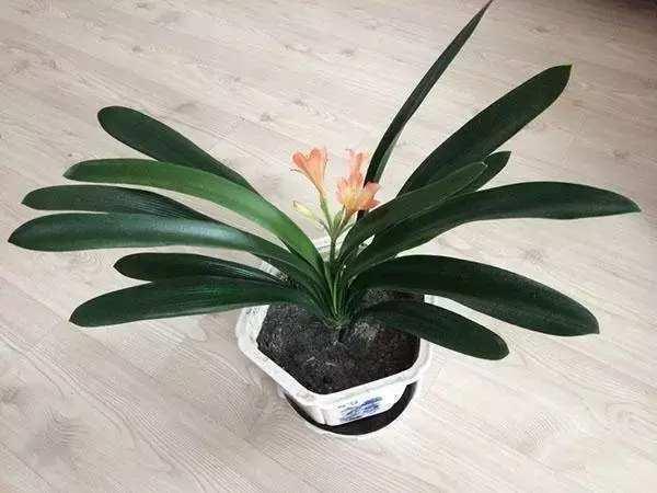 君子兰怎么养好, 遇到这些问题该怎么办君子兰养护秘籍送给你