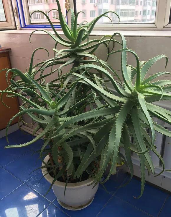 老桩|这花10块钱买一盆,养2年变老桩,叶子密、开花旺,每家都有