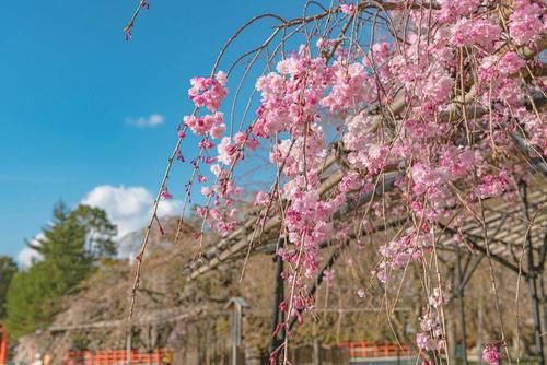 结不了果子的吉野樱，如何在日本花开繁茂？