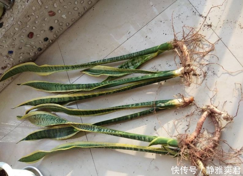 8种花,秋天翻盆顺便分株,一盆变多盆,明年光买盆就足够了