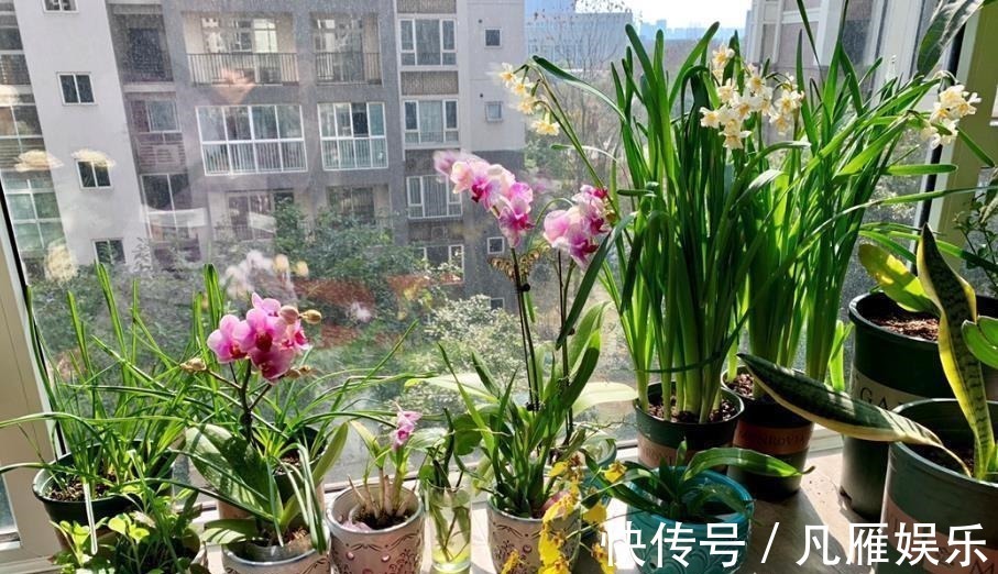 花养不好都是浇水浇死的,家庭花卉分三类,它们浇水方式都不一样