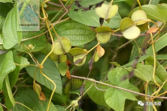  九子|九子不离母，见过吗？用于风湿性关节炎，过敏性皮炎，坐骨神经痛