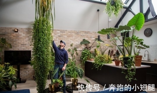 叶子|真土豪!英国小伙家里养珍奇植物,单一片叶子就能卖上10万