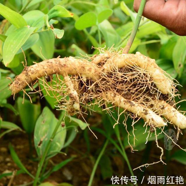 长得像螺丝钉,功效可比肩人参,冬季正当食,煲汤效果好