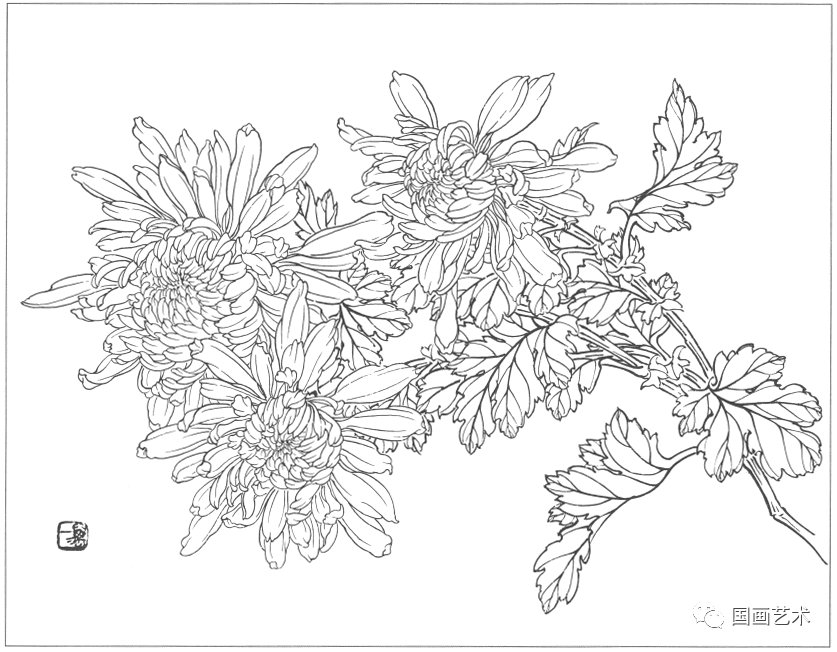  工笔|分享一组工笔花鸟白描