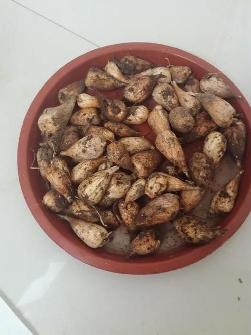 一年生一窝的5种花，越养越多，养它们不花钱还能赚钱！