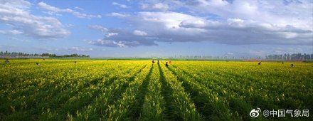 白露生|后天就是立秋了你知道“立秋”三候吗?