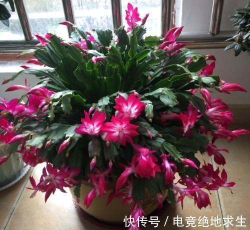 如果你养的蟹爪兰总是掉花苞，了解补救方法，春节花开停不下来