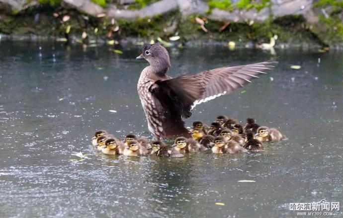 鸳鸯宝宝|19只鸳鸯宝宝雨中跳巢,还有“长辈”来加油|今早的兆麟公园挺热闹