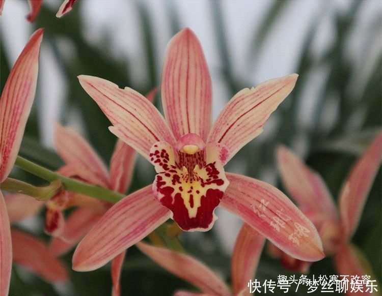 养此款花卉,好养开花漂亮,一开就是300天,你养了吗