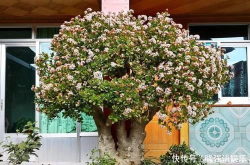 大腿|养了20年的玉树,杆子比大腿还粗,满树白花跟下雪了一样