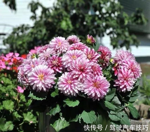 这8种懒人花,花期长,好看又好养!这8种懒人花,花期长,好看又好养!