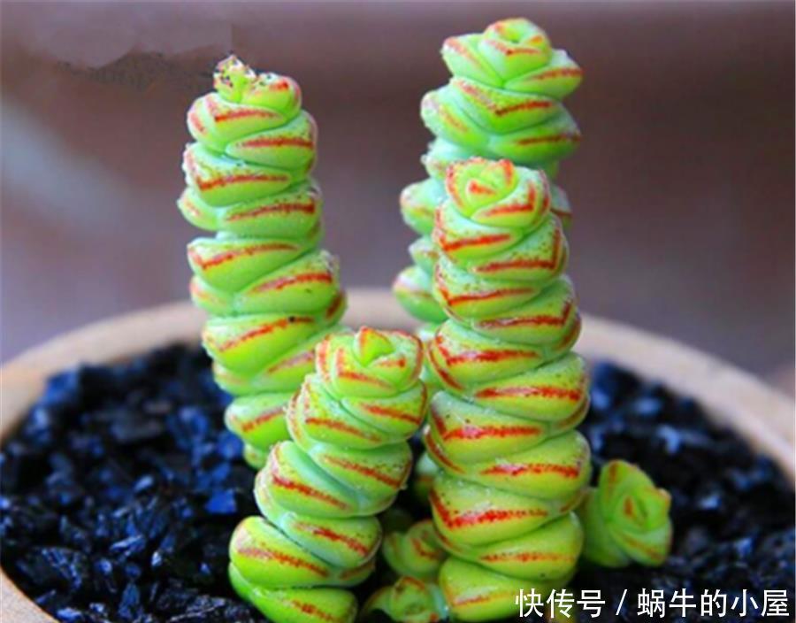 新买的多肉为何容易烂根死亡?从5点找原因,成活率翻三倍