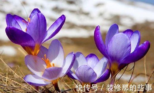 花卉|从9月13日开始，家养此款花卉，花朵大花期长，香飘四溢