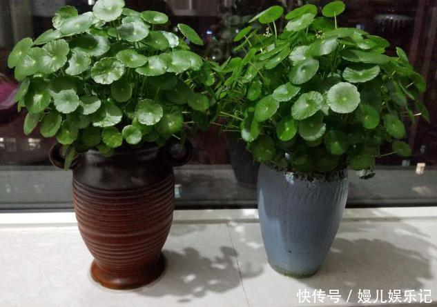厕所|家里养这10样植物,摆放位置得讲究点,不然一盆都留不住