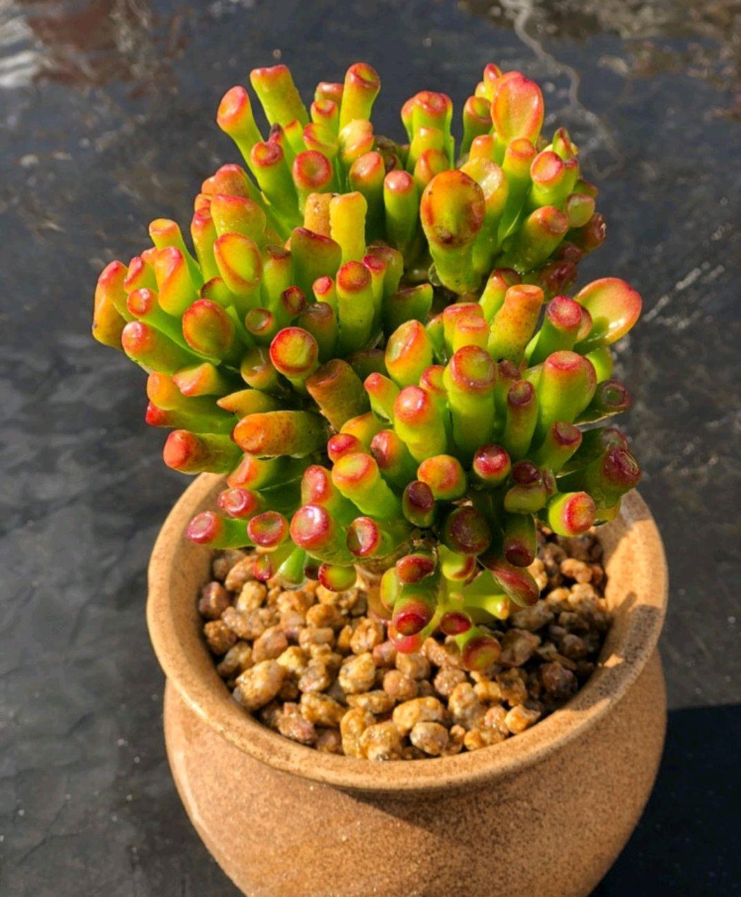 4种“招财肉”,个个有招财进宝的美好寓意,易养还好看