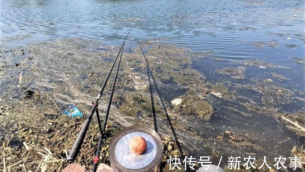 广东俩男子野钓爆护,直接在马路边摆摊叫卖,引来众人纷纷围观