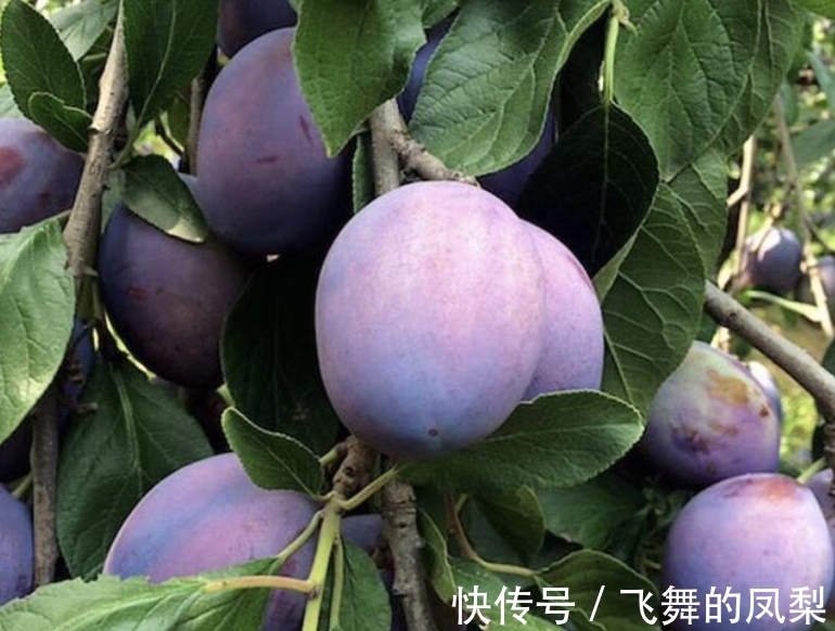 1种“无中生有”的绿植，曾引起争论，不知从什么地方来，有价值