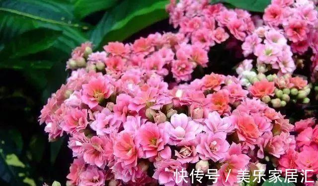 爆盆|长寿花这样剪，插花盆里30天后，阳台装不下