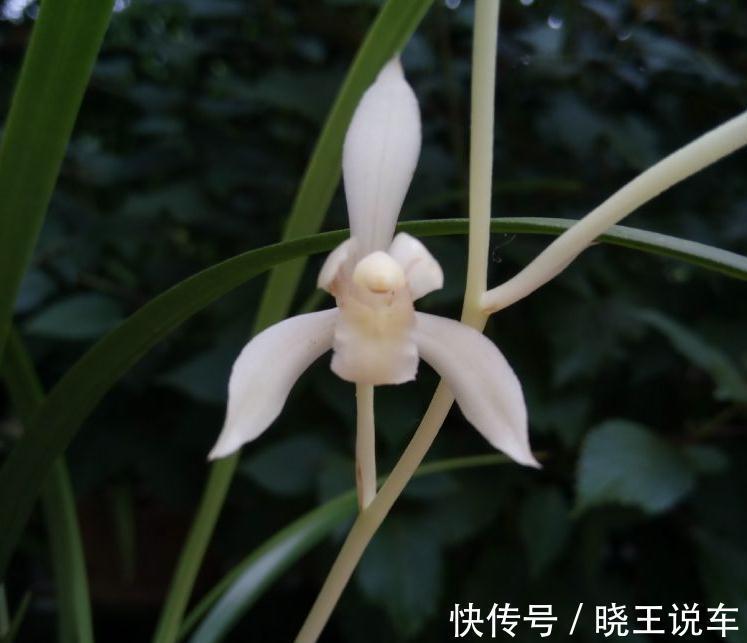 网友种的下山兰，开出了白花，让人羡慕不已