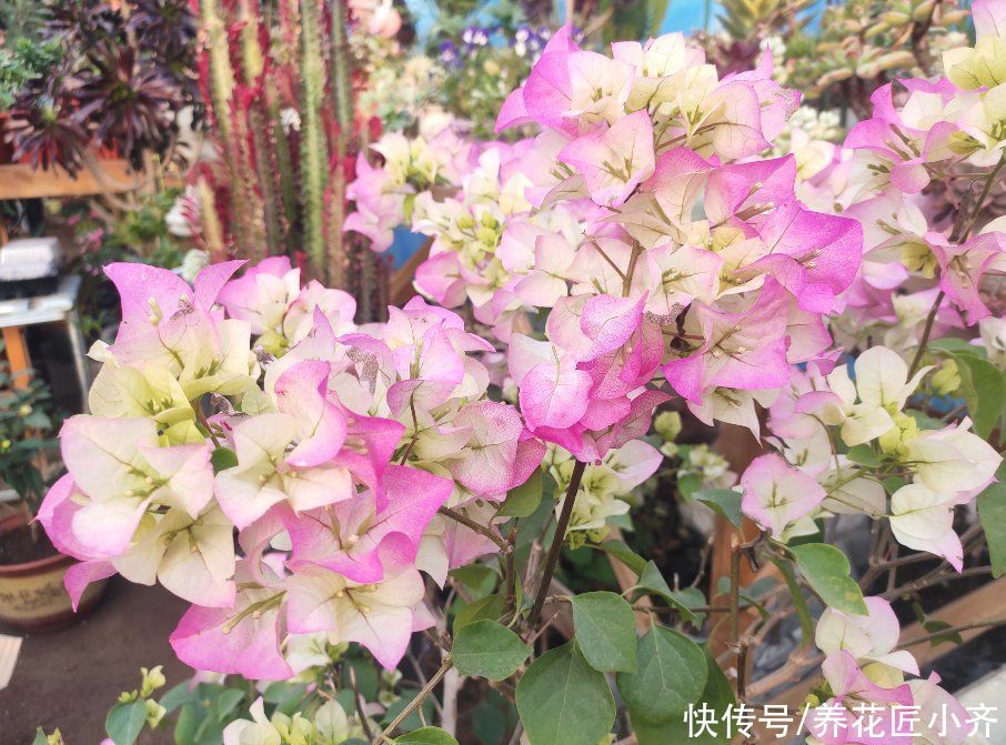 三角梅想要开花爆盆，发现长出“1种芽”，一定要及时剪掉