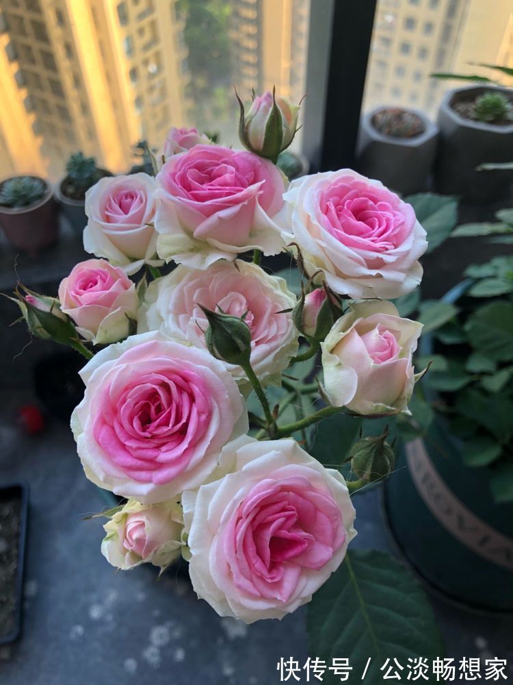 喜欢菊花，不如养盆“名菊之首”帅旗，似统帅旗帜，美艳多娇！