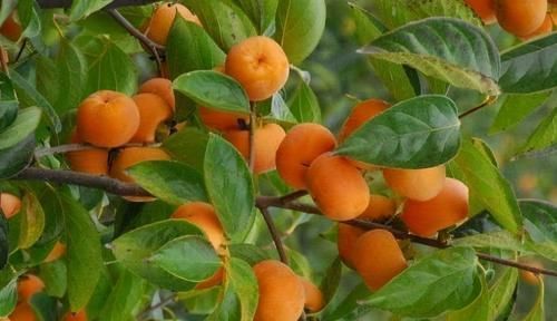 皱纹|女性不想满脸皱纹,可以坚持吃3种食物,美容养颜,美白肌肤