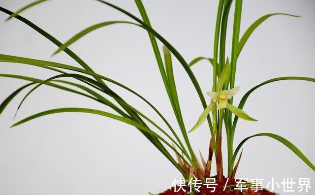 奥绿|兰花和其他花卉在养殖上有不同之处,需要做好这两个方面的工作