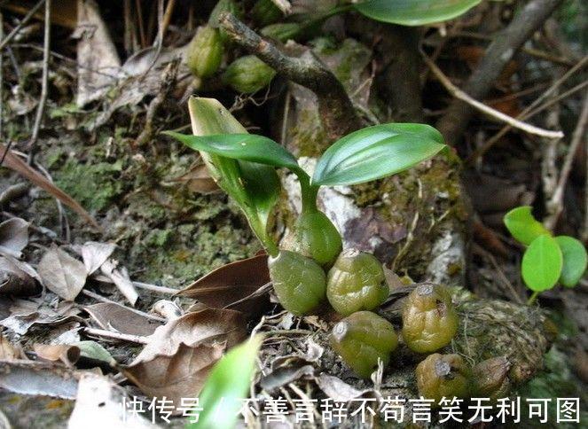 绿橄榄|农村长在石头上的''桃子'',城里人抢着摘,它炖猪肚能治胃痛