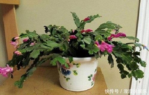 蟹爪兰|夏季这3种花可别入手，养一盆死一盆，过了夏天就剩空盆