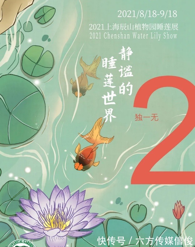 品种|2021辰山植物园睡莲展开幕，新优睡莲品种展彰显辰山科研力量